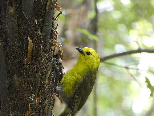 Mohoua (Mohoua ochrocephala)