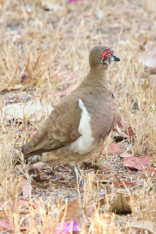 Naaktoogkwartelduif (Geophaps smithii)