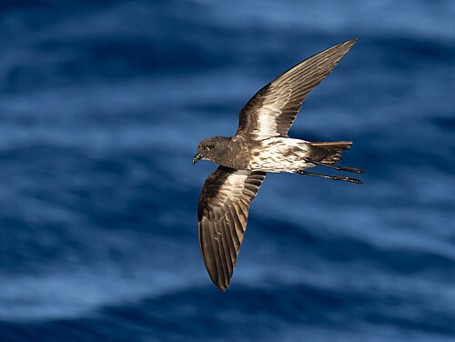 Nieuw-caledonisch stormvogeltje (Fregetta lineata)