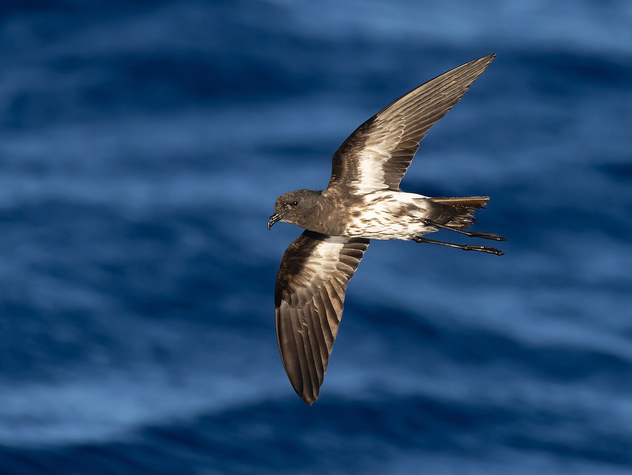 Nieuw-caledonisch stormvogeltje (Fregetta lineata)