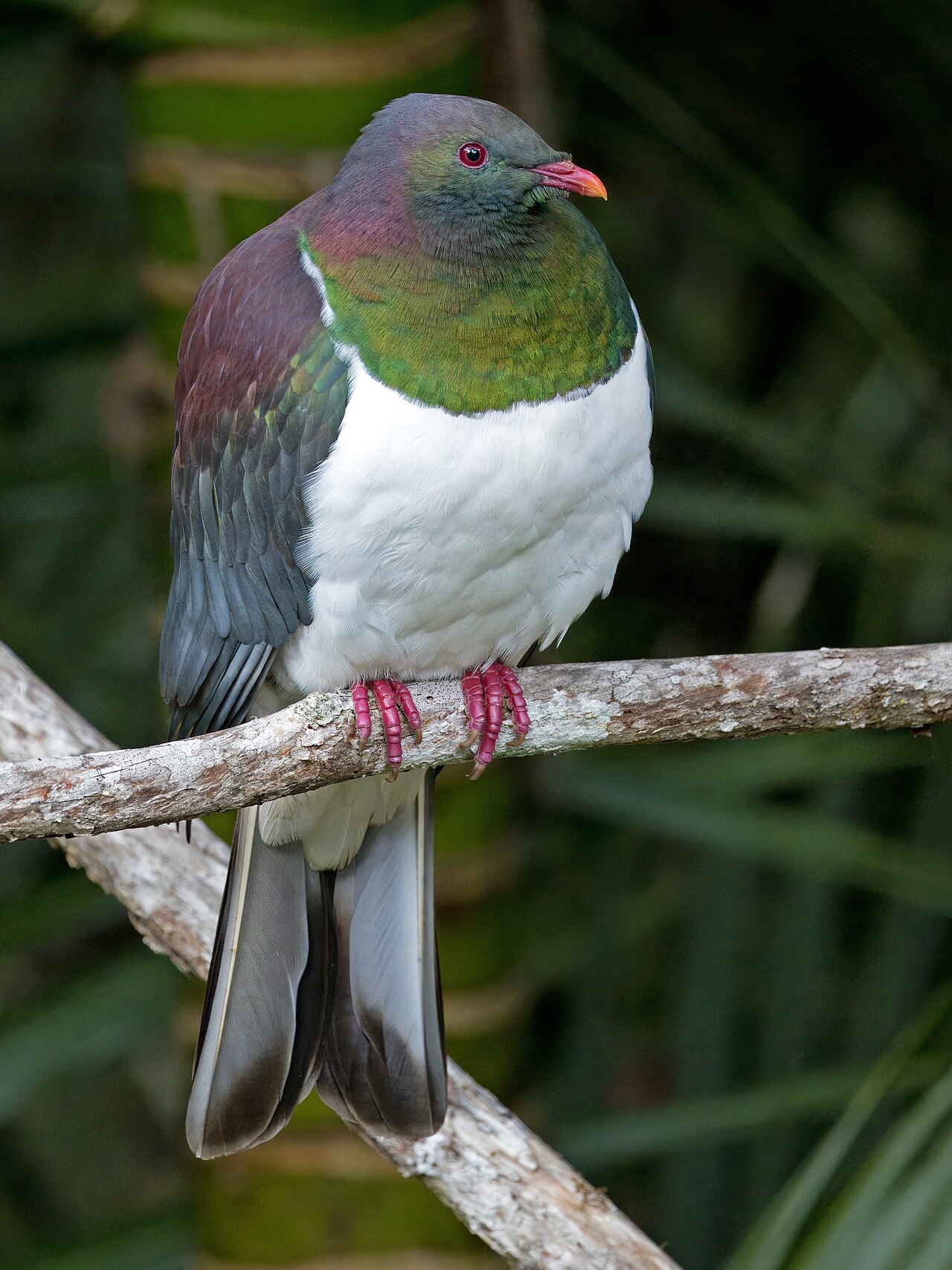 New Zealand Pigeon (Hemiphaga novaeseelandiae)