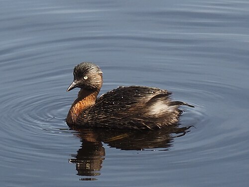 Nieuw-zeelandse fuut (Poliocephalus rufopectus)