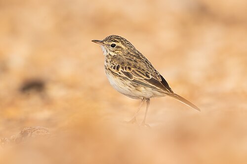 Nieuw-zeelandse pieper (Anthus novaeseelandiae)