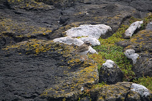 Nieuw-zeelandse plevier (Thinornis novaeseelandiae)