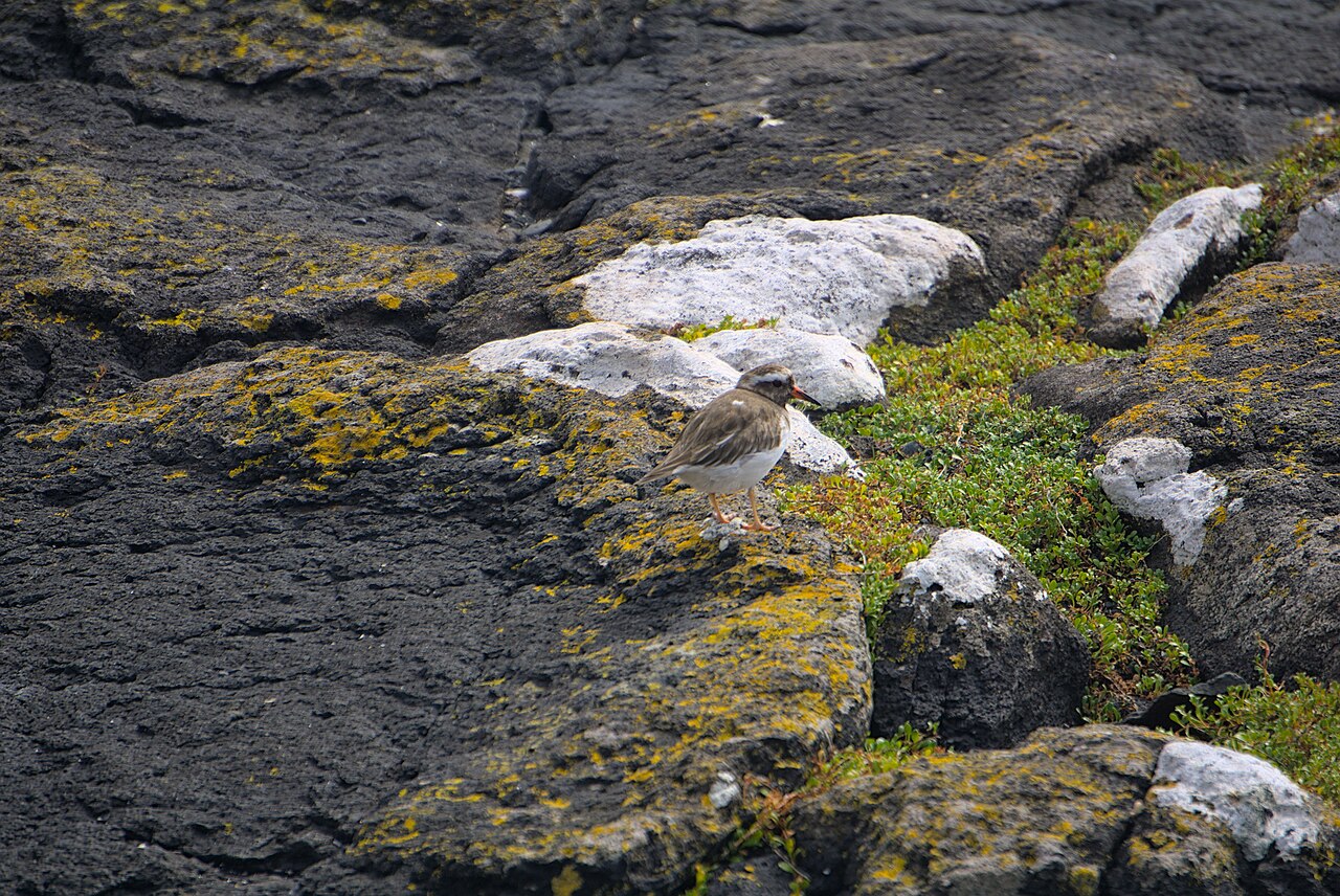 Shore Plover (Thinornis novaeseelandiae)