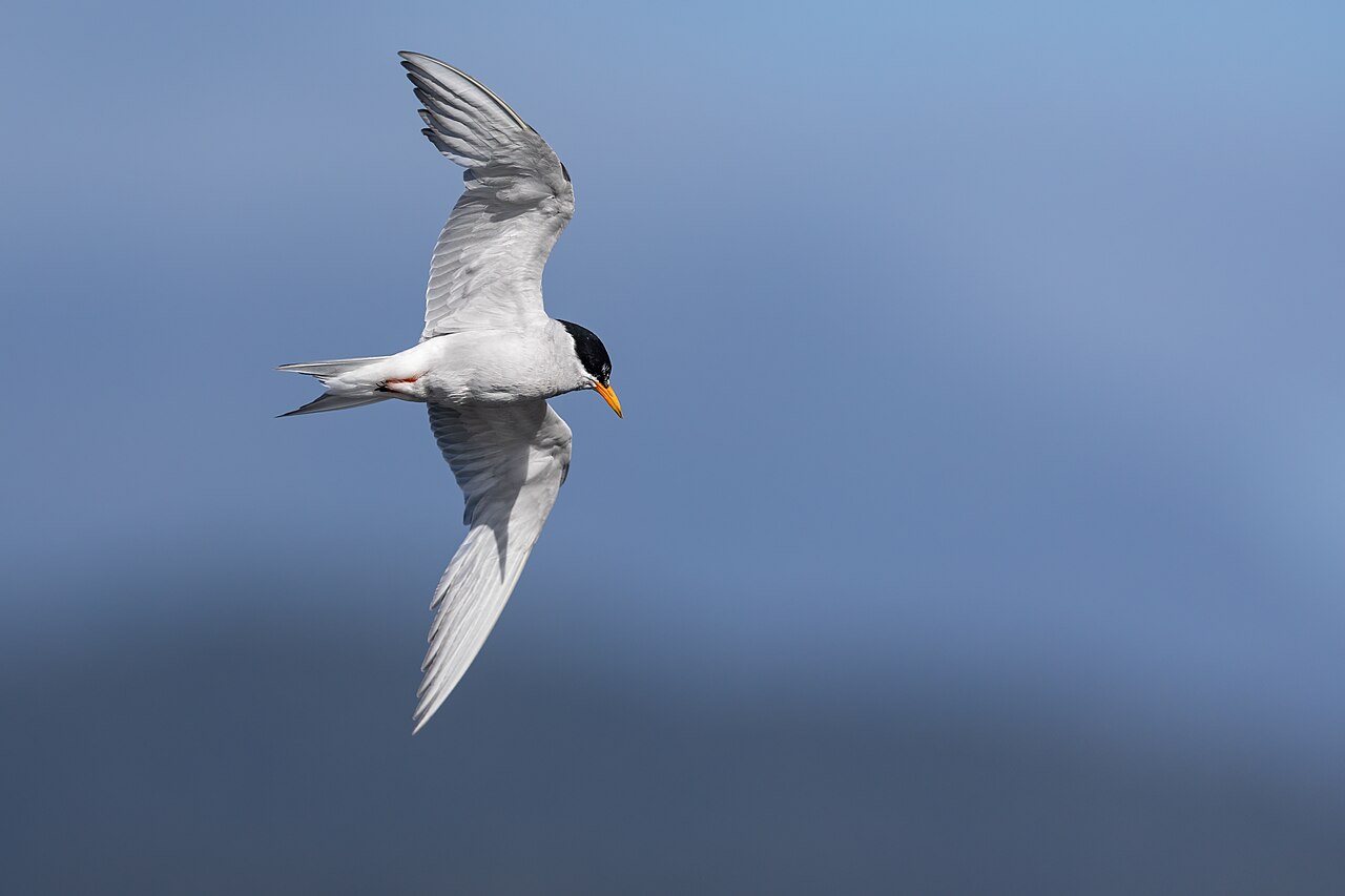 Black-fronted Tern (Chlidonias albostriatus)