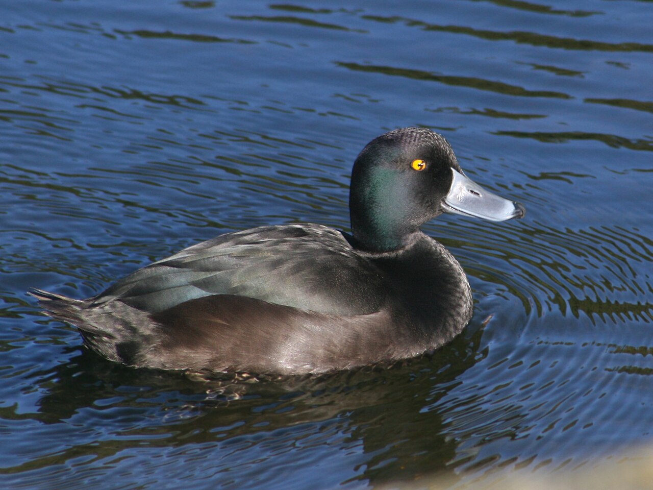Nieuw-zeelandse topper (Aythya novaeseelandiae)