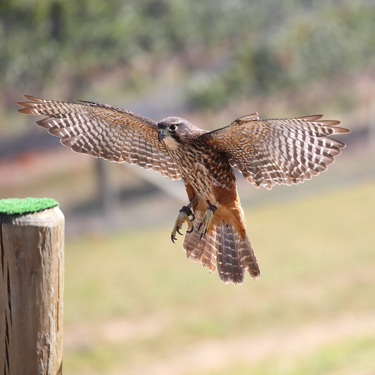 Nieuw-zeelandse valk (Falco novaeseelandiae)