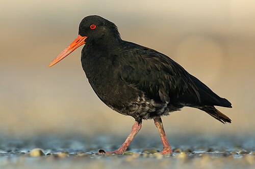 Nieuw-zeelandse zwarte scholekster (Haematopus unicolor)