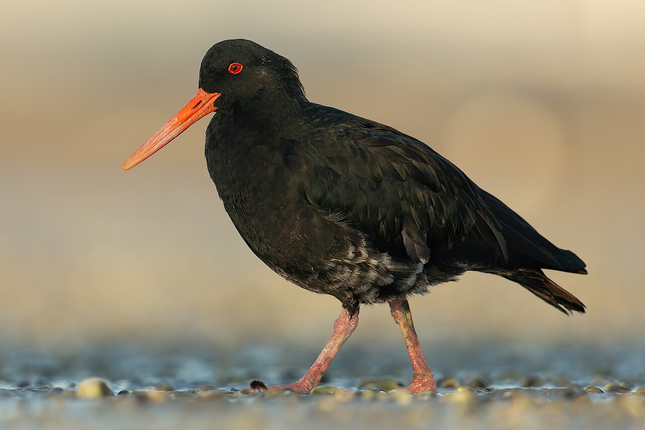 Ostrero variable (Haematopus unicolor)