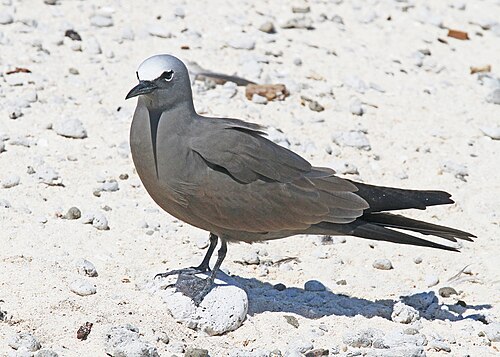 Noddy (Anous stolidus)