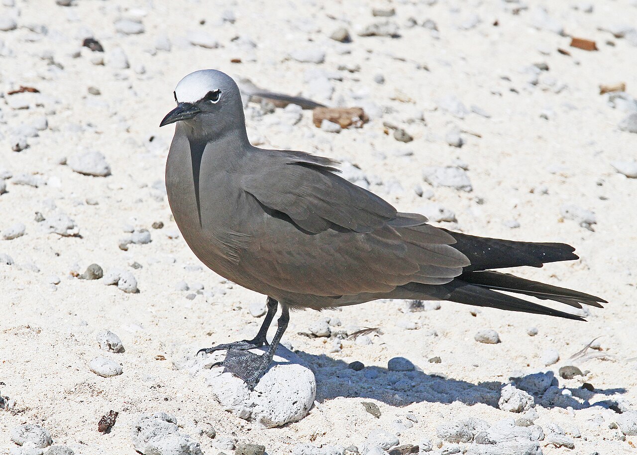 Noddy (Anous stolidus)