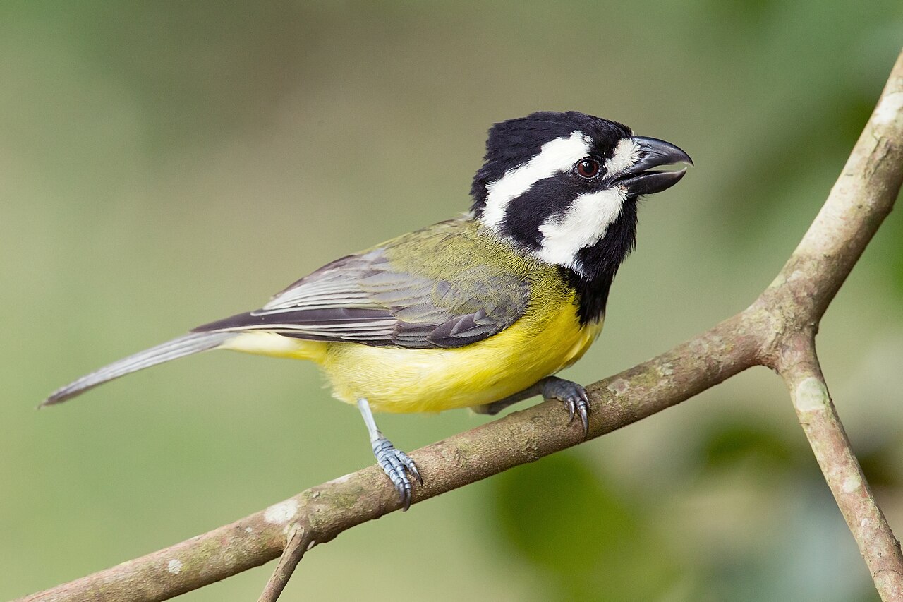 Northern Shriketit (Falcunculus whitei)