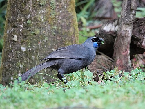 Noordelijke kokako (Callaeas wilsoni)