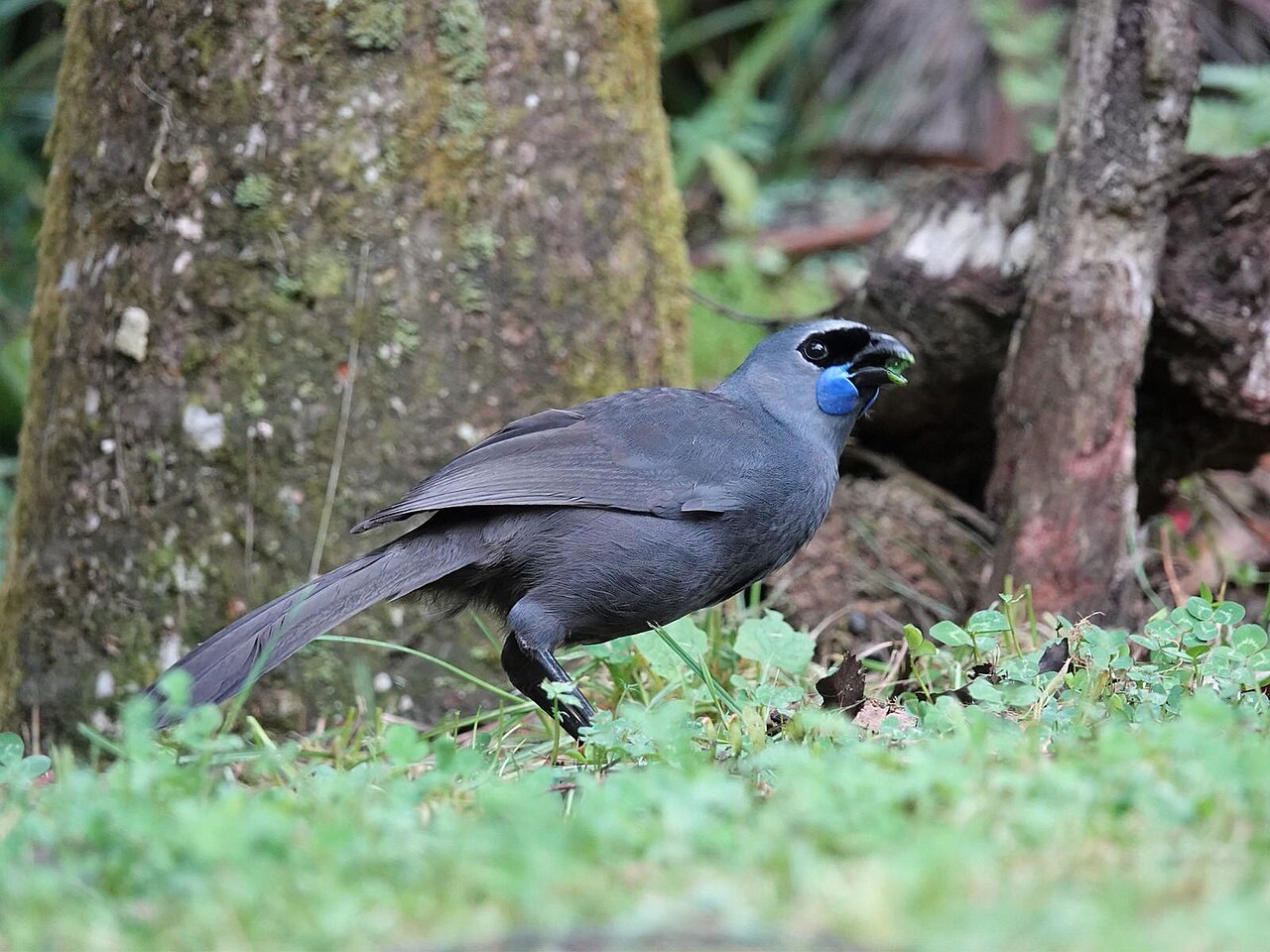Kokako de isla Norte (Callaeas wilsoni)