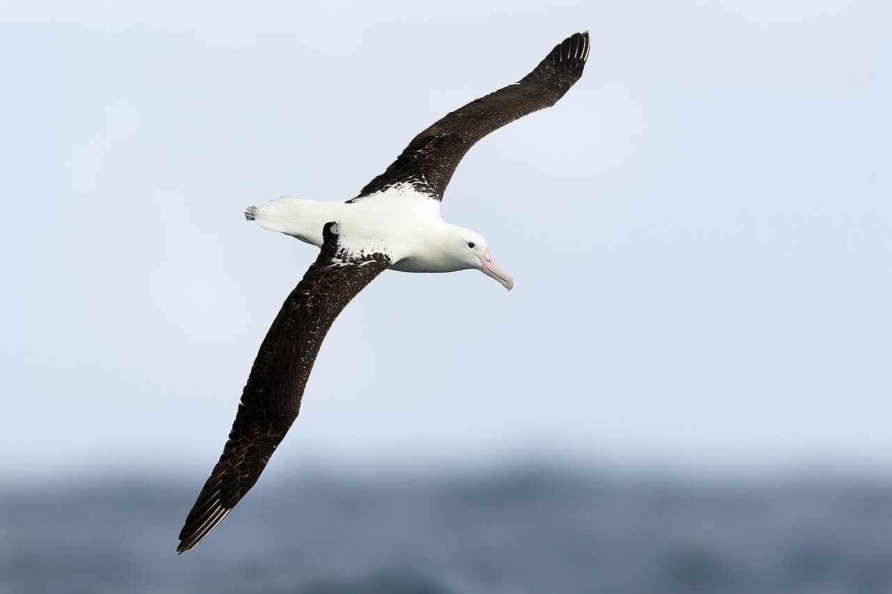Northern Royal Albatross (Diomedea sanfordi)
