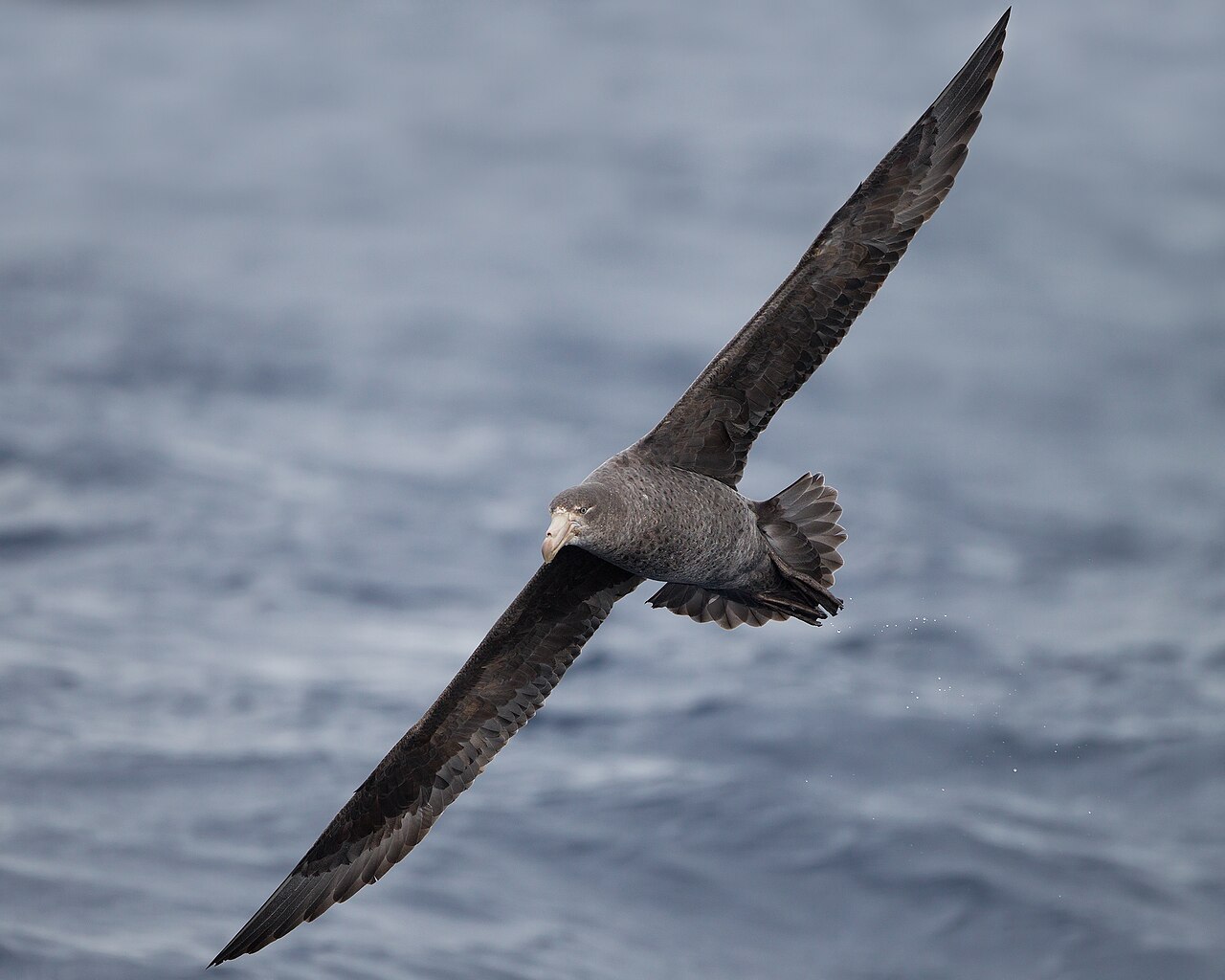 Northern Giant Petrel (Macronectes halli)