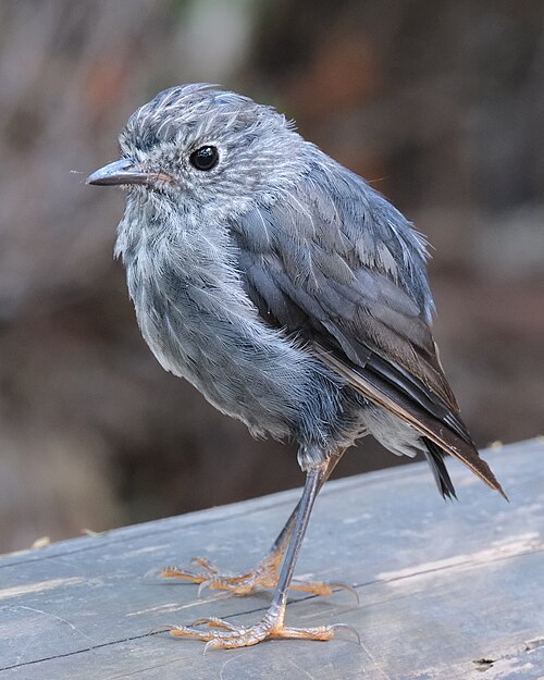 Noordereilandvliegenvanger (Petroica longipes)