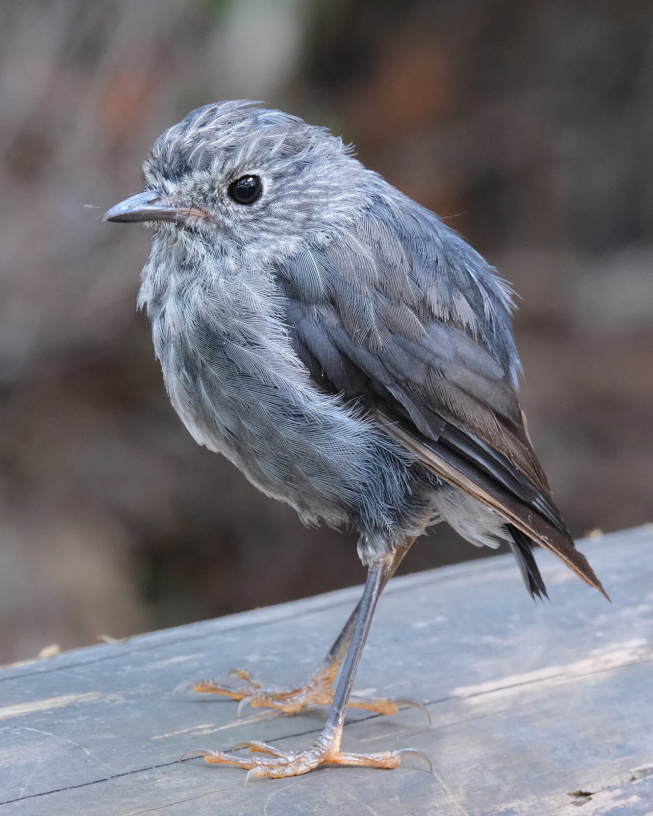 North Island Robin (Petroica longipes)