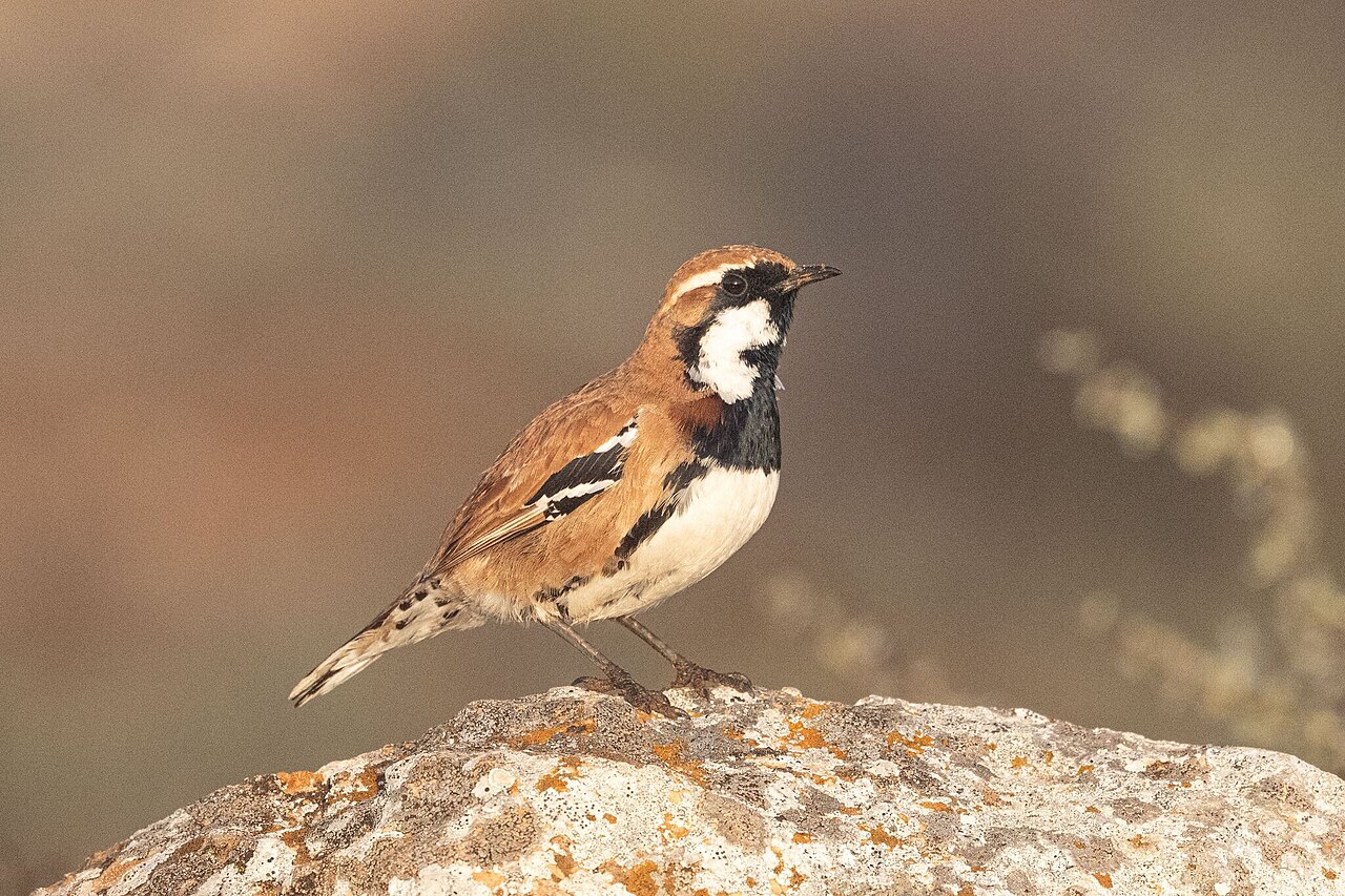 Nullarborkwartellijster (Cinclosoma alisteri)