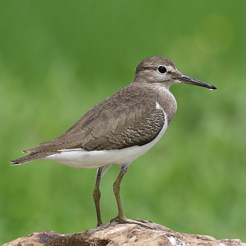 Oeverloper (Actitis hypoleucos)