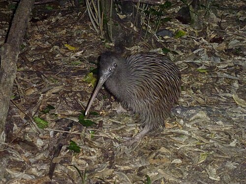 Okarito-bruine kiwi (Apteryx rowi)