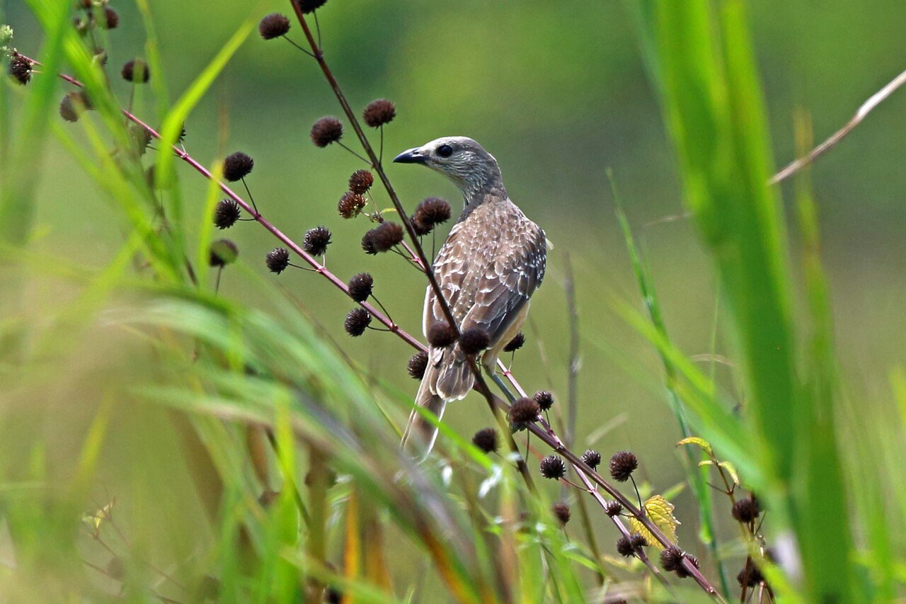 Pergolero pechipardo (Chlamydera cerviniventris)