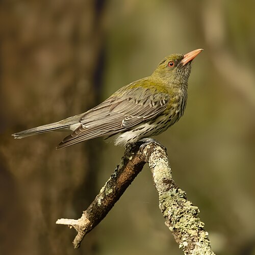 Olijfrugwielewaal (Oriolus sagittatus)