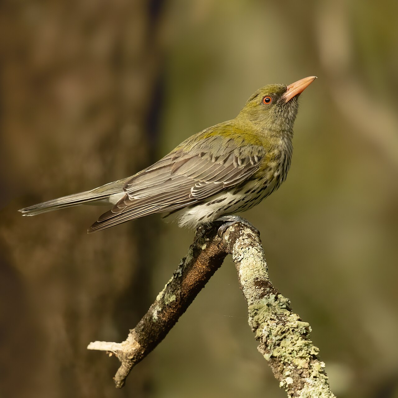 Oropéndola estriada (Oriolus sagittatus)