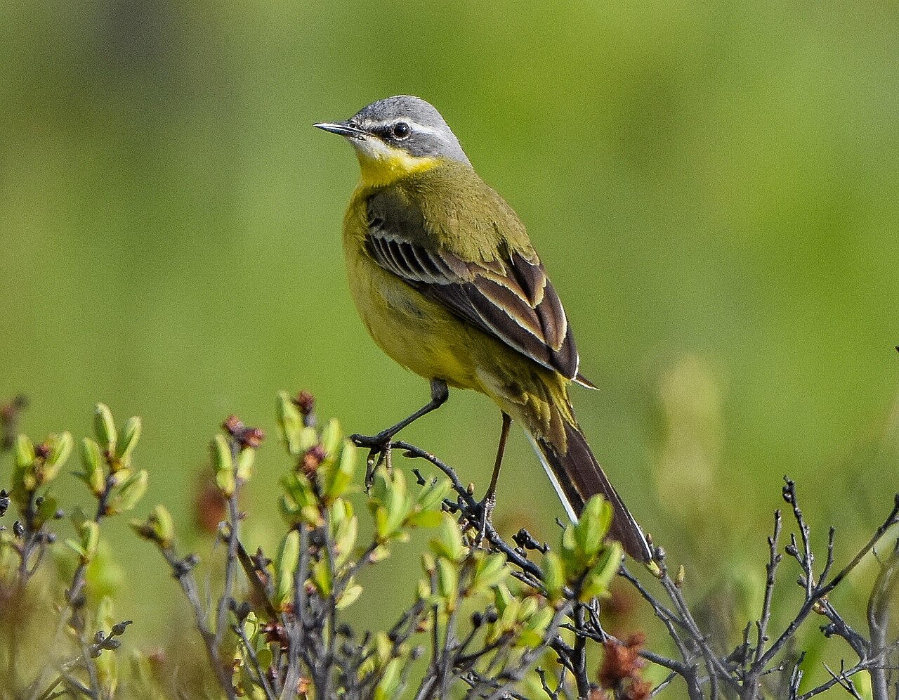 Lavandera amarilla (Motacilla tschutschensis)