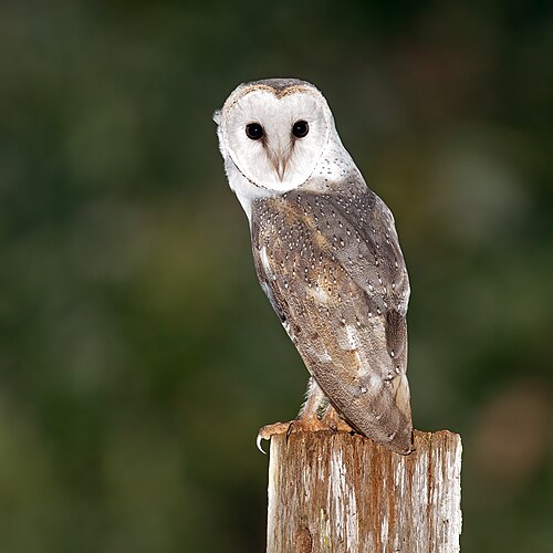 Oostelijke kerkuil (Tyto javanica)