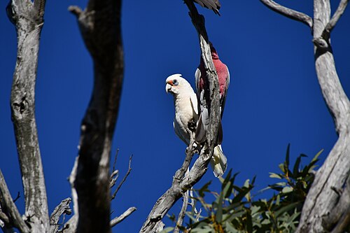 Oostelijke langsnavelkaketoe (Cacatua pastinator)