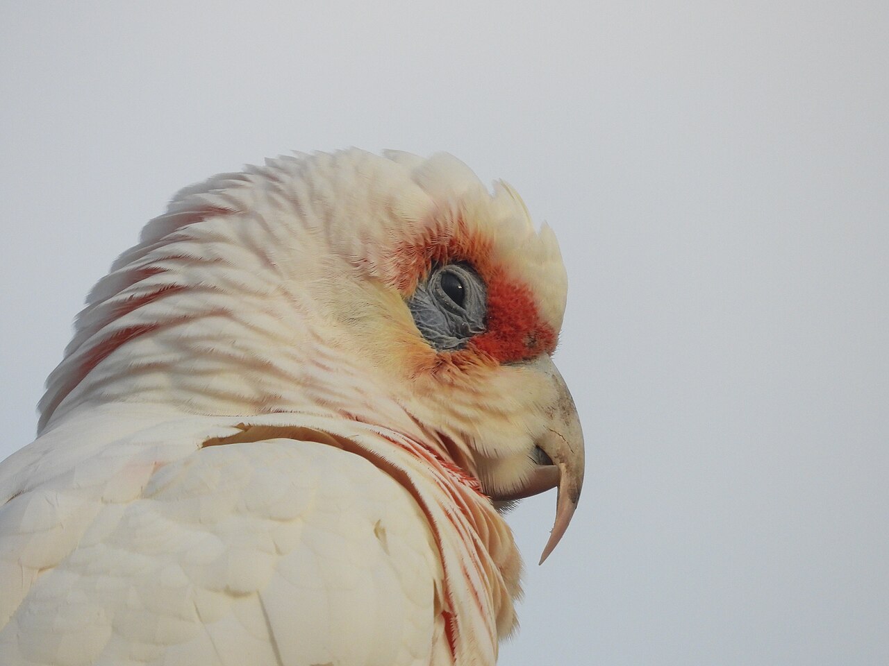 Oostelijke langsnavelkaketoe (Cacatua tenuirostris)