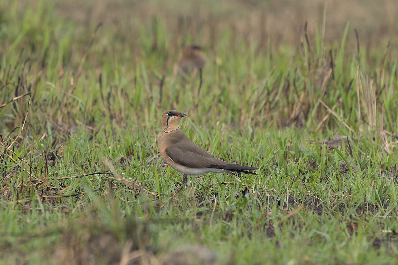 Canastera oriental (Glareola maldivarum)