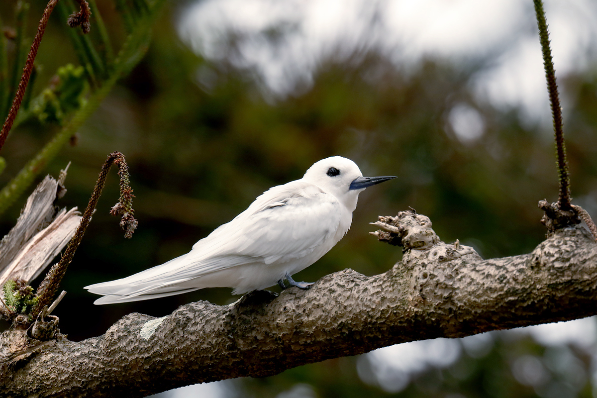 Charrán blanco (Gygis candida)