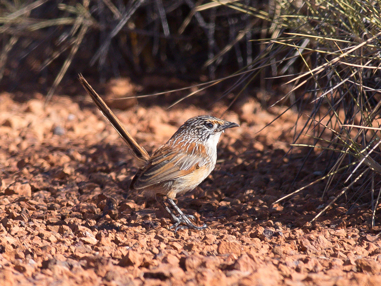 Maluro herrumbroso (Amytornis rowleyi)