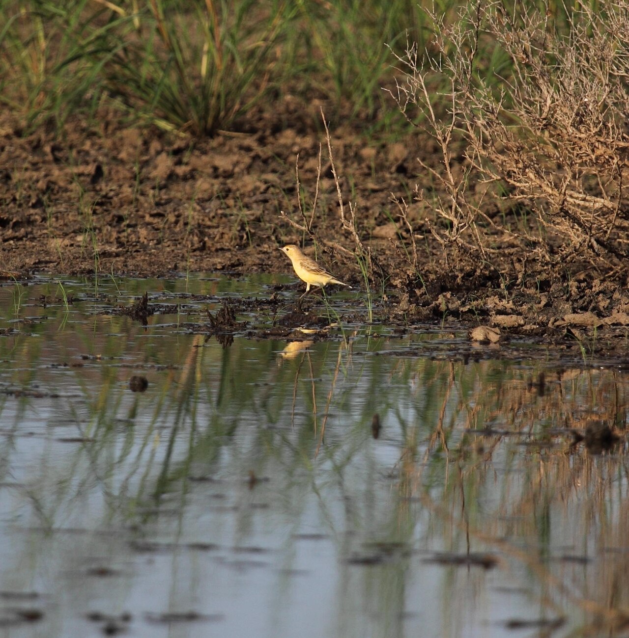 Oranje schijnpaapje (Epthianura aurifrons)