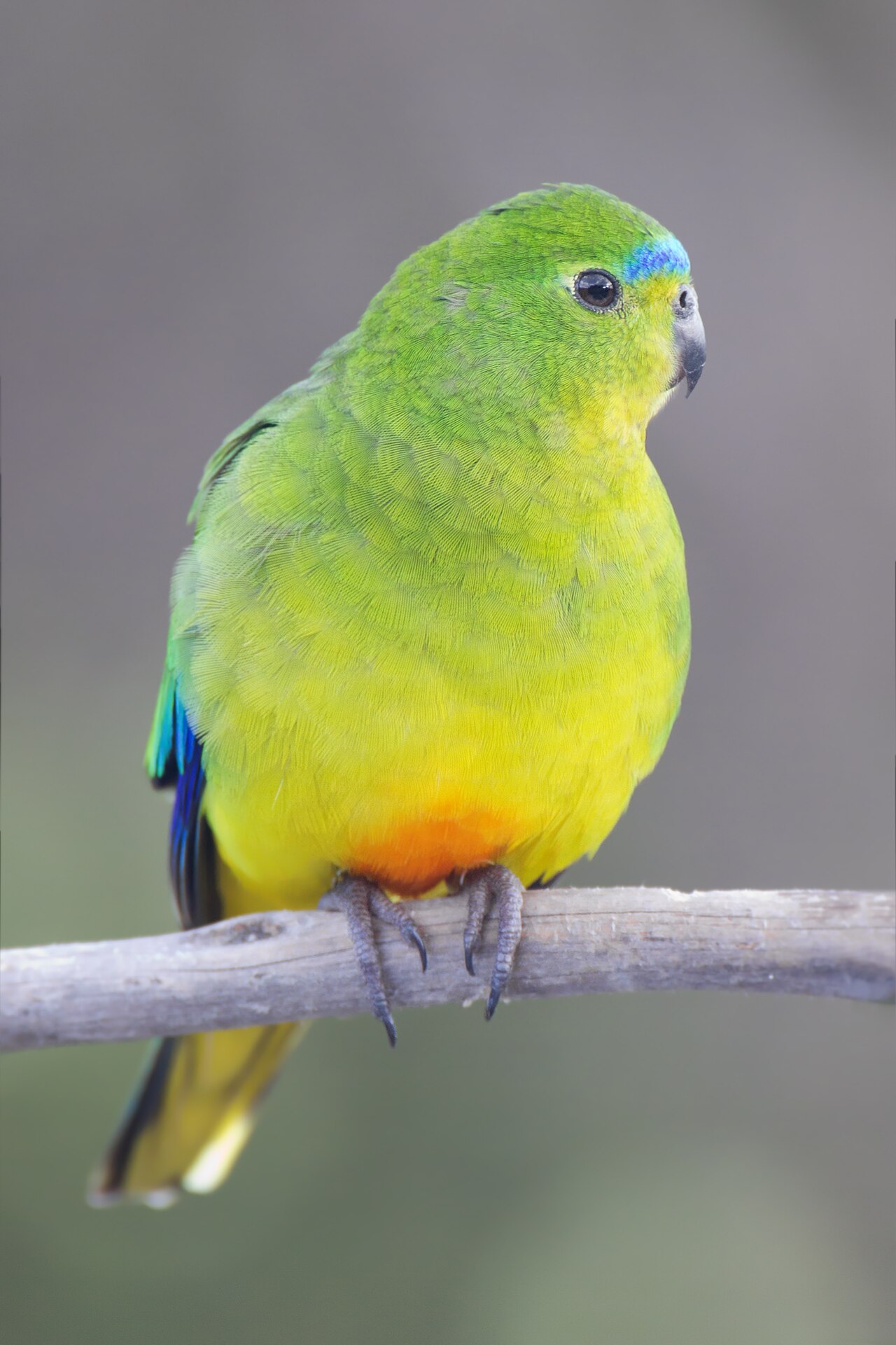 Orange-bellied Parrot (Neophema chrysogaster)