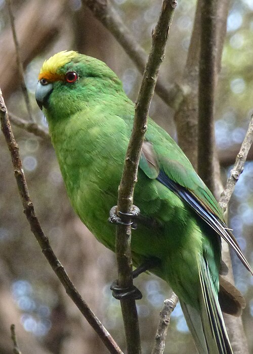 Oranjevoorhoofdkakariki (Cyanoramphus malherbi)
