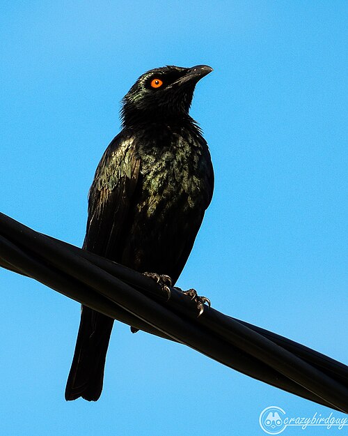 Orpheuspurperspreeuw (Aplonis cantoroides)