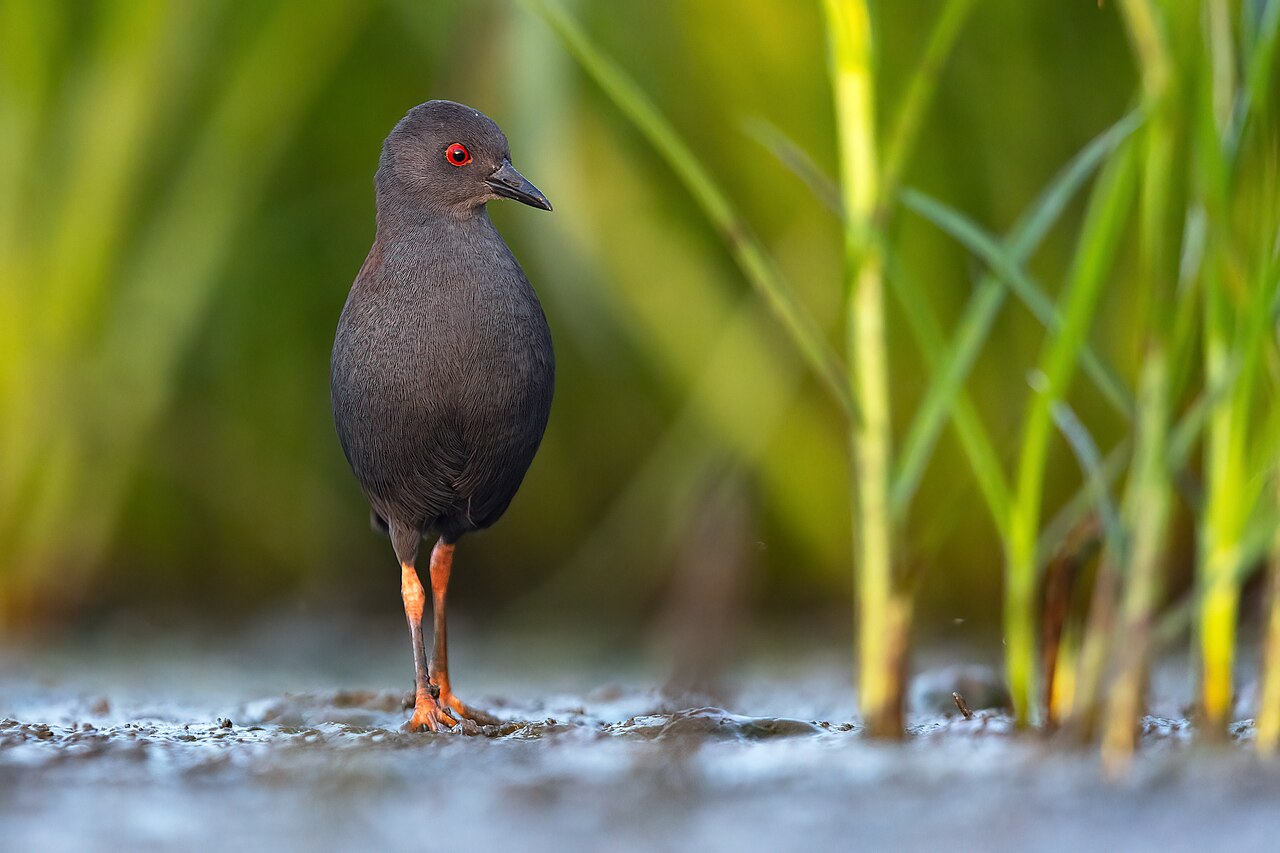 Polluela de tongatapu (Zapornia tabuensis)