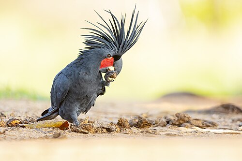 Palmkaketoe (Probosciger aterrimus)