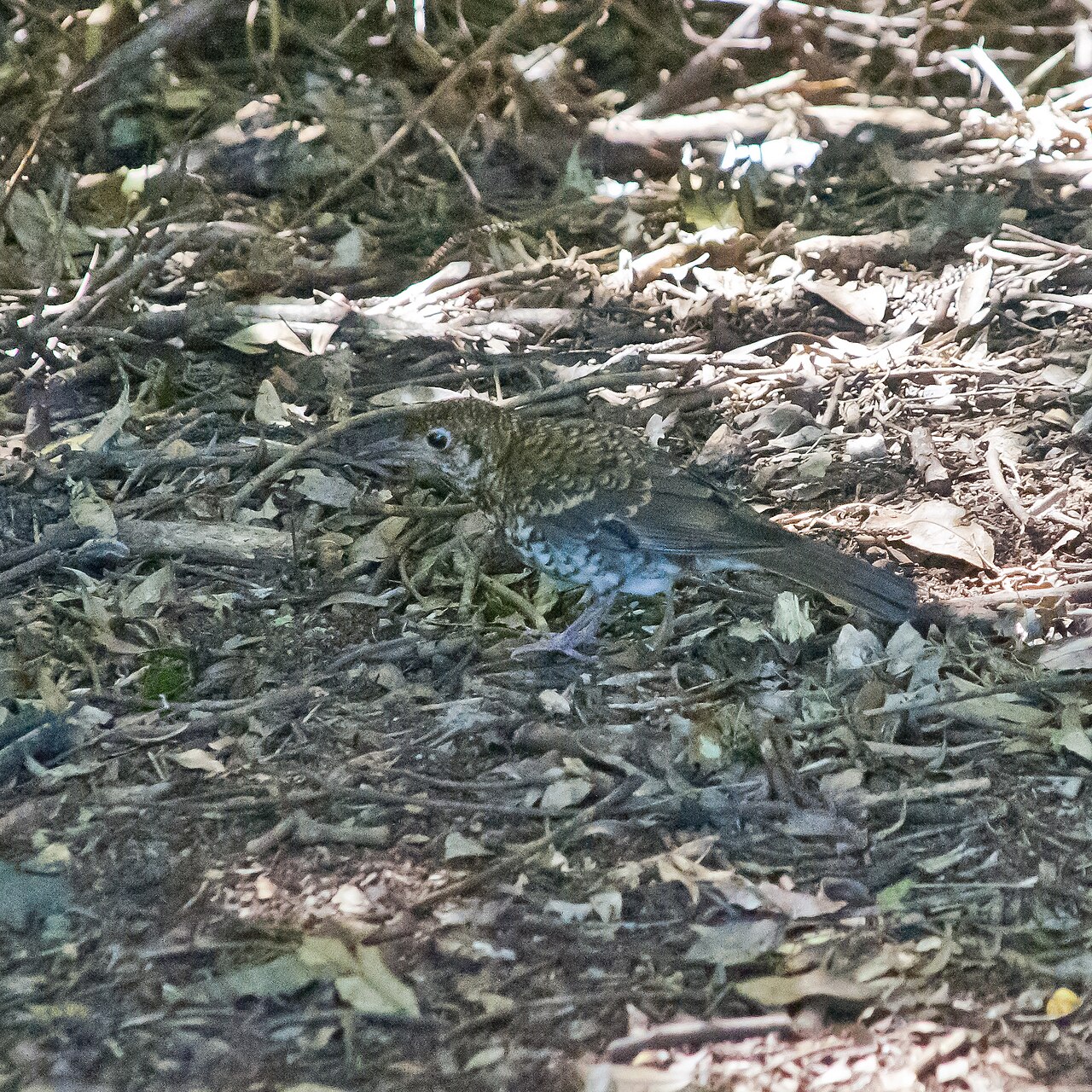 Papoeagoudlijster (Zoothera heinei)