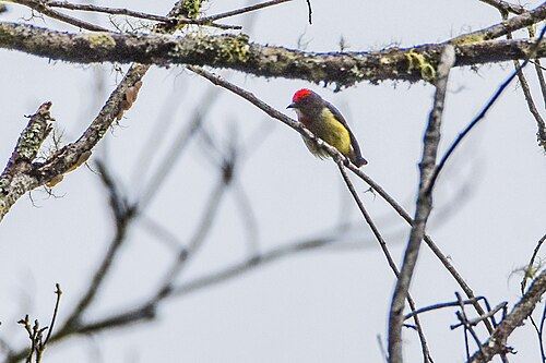 Papoeahoningvogel (Dicaeum geelvinkianum)
