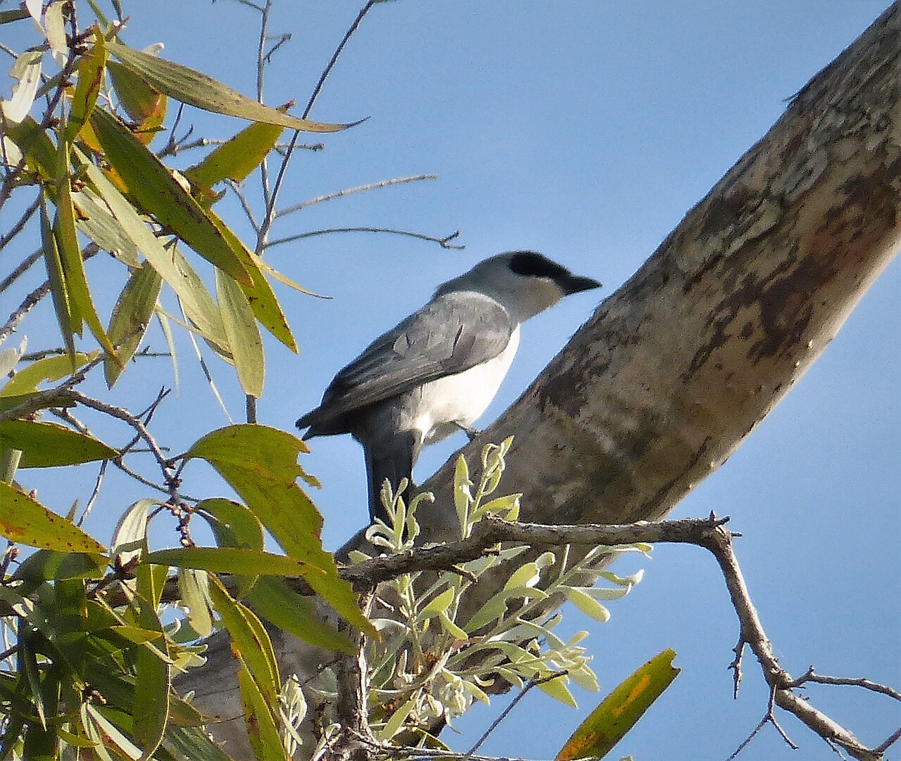 Oruguero papúa (Coracina papuensis)