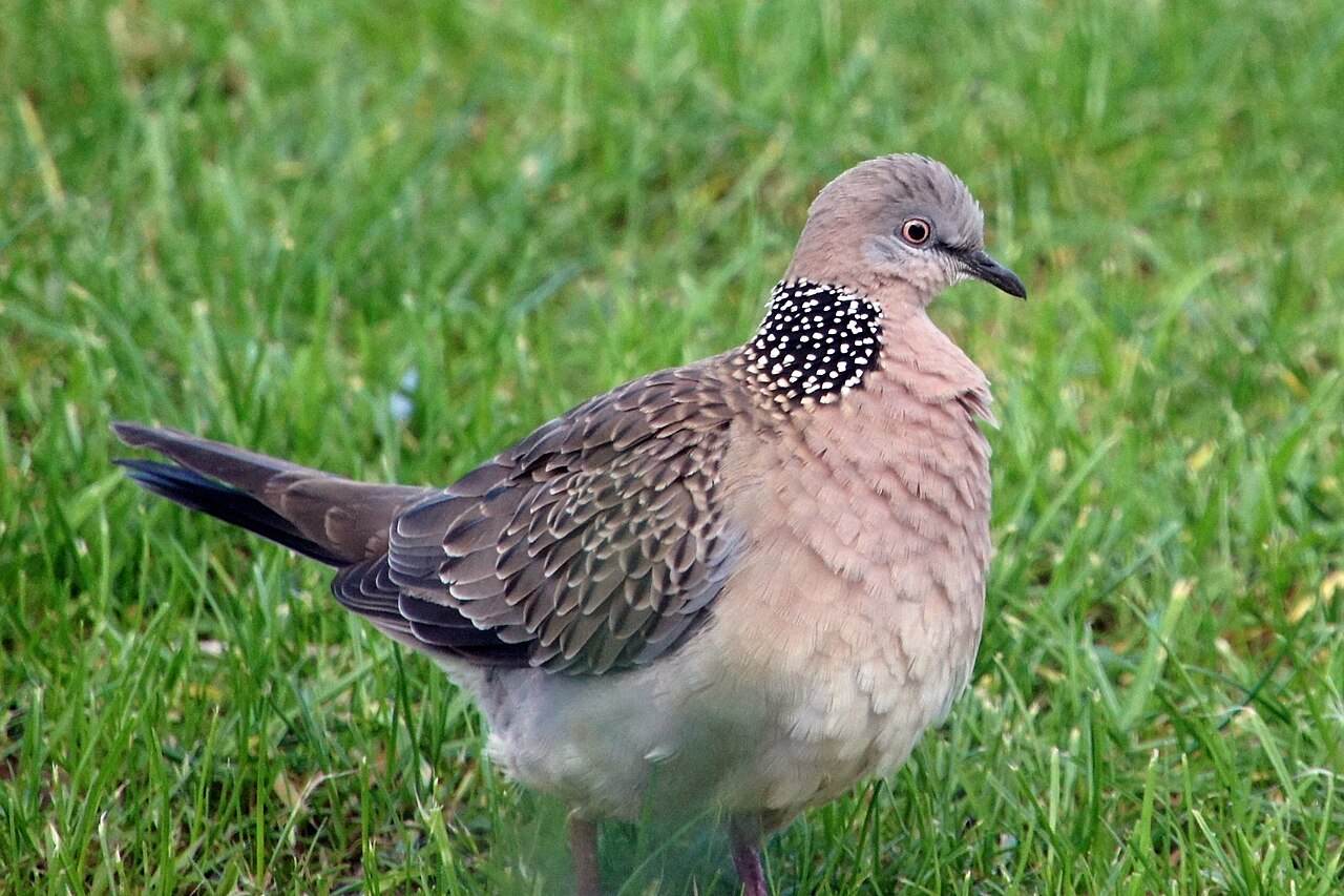 Spotted Dove (Spilopelia chinensis)