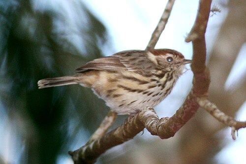Pieperstruiksluiper (Pyrrholaemus sagittatus)