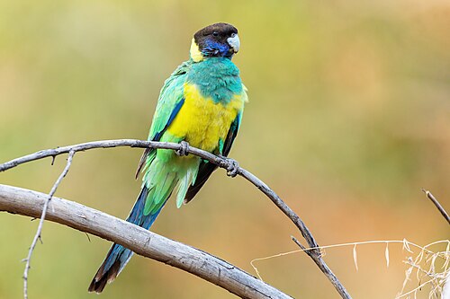 Port lincolnparkiet (Barnardius zonarius)