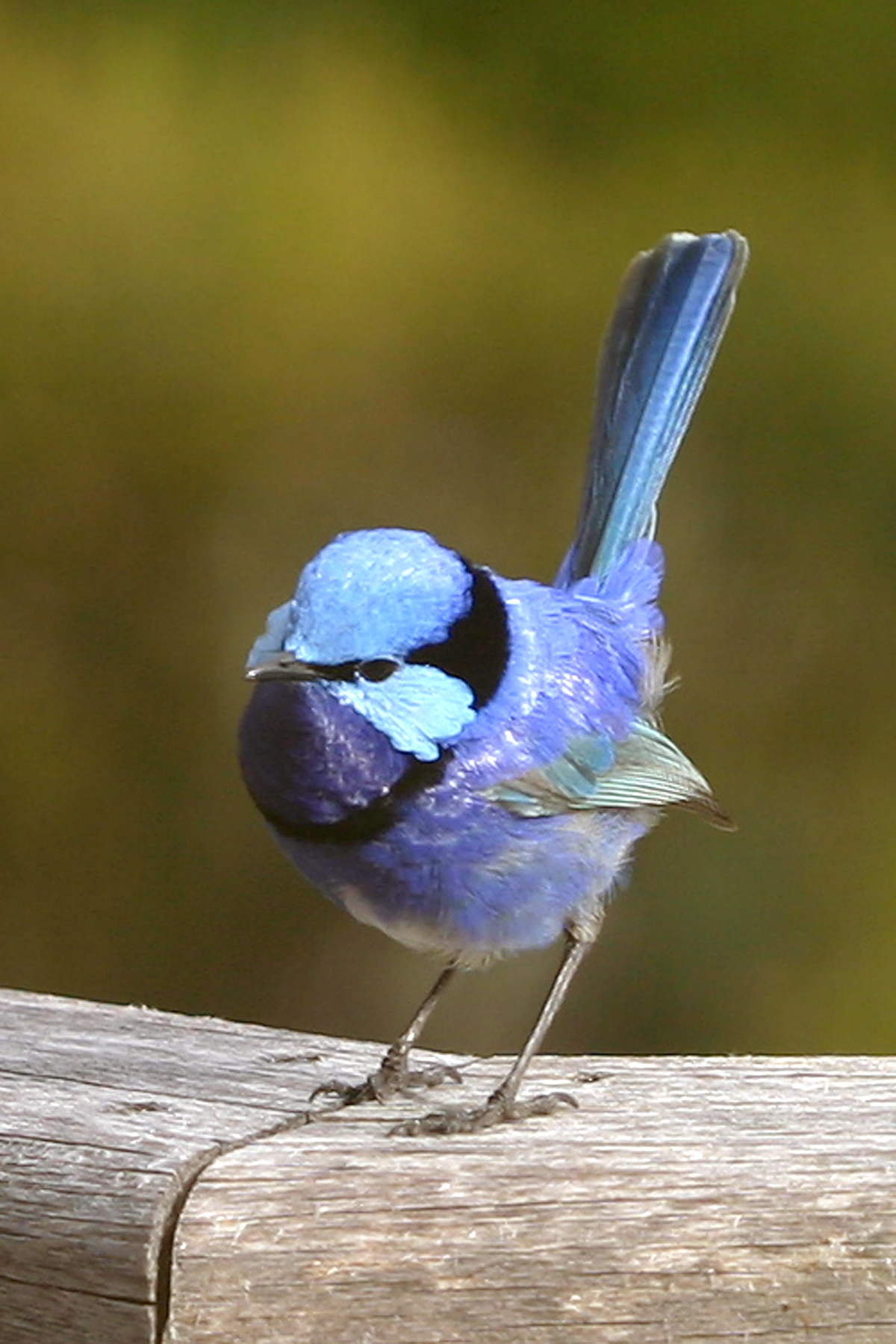 Maluro espléndido (Malurus splendens)