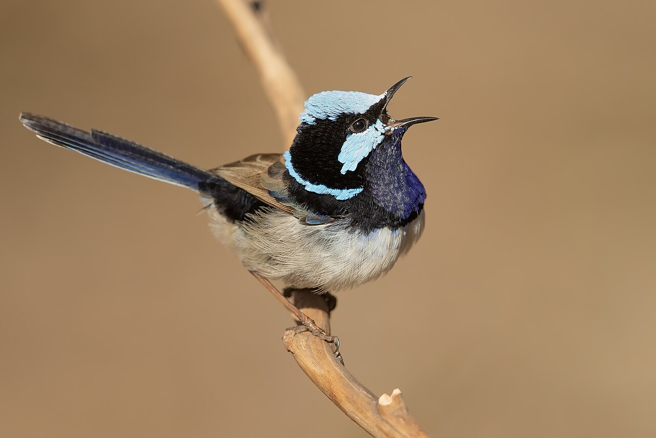 Ornaatelfje (Malurus cyaneus)